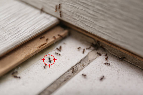 Professional Pest Control in Toledo, IA