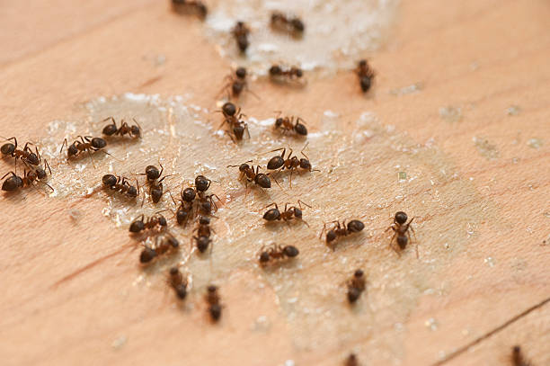Spider Control Near Me in Toledo, IA