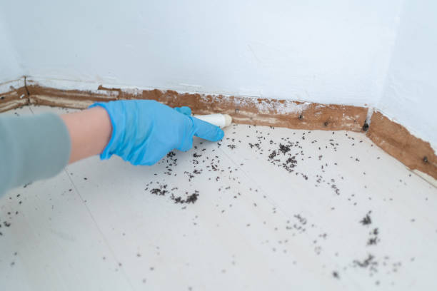 Best Insect Control  in Toledo, IA